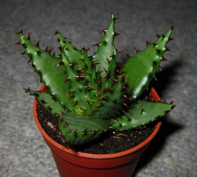 aloe.jpg