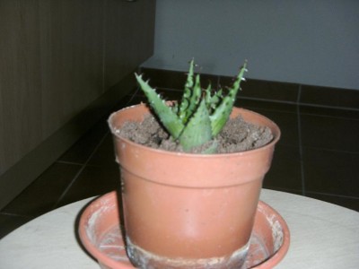 agave- aber welche 2.JPG