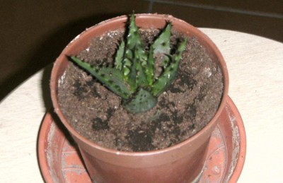 agave- aber welche.JPG