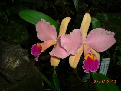 DSCN65080001.JPG