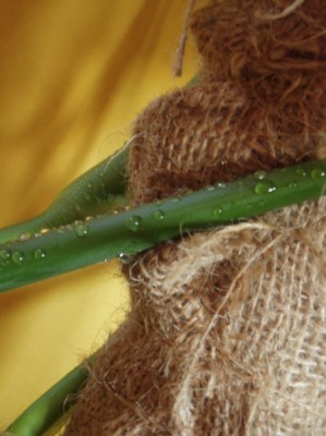 monstera deliciosa 023.jpg