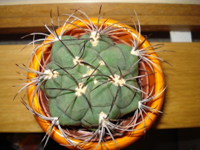 Gymnocalycium1.JPG
