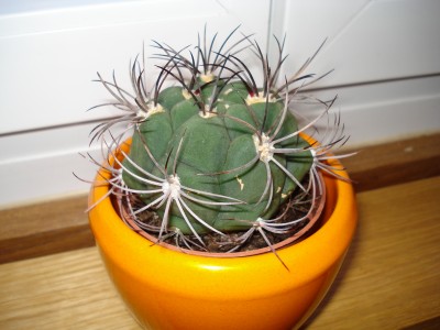 Gymnocalycium.JPG