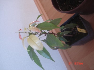 DSC01334.JPG