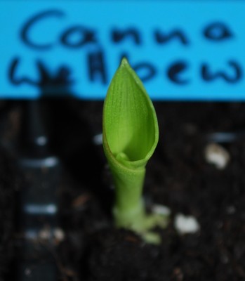 canna_28_2_2010.jpg