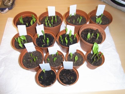 Canna-Kindergarten.jpg