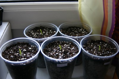 canna2802.jpg