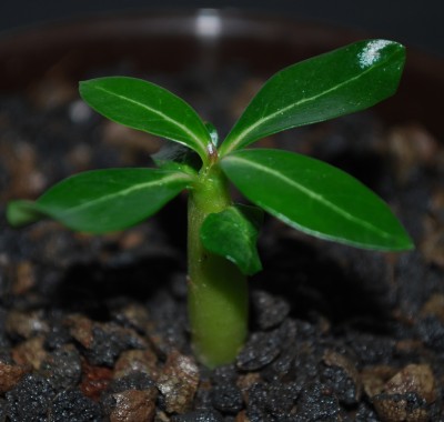 AdeniumObessum_Trio.jpg