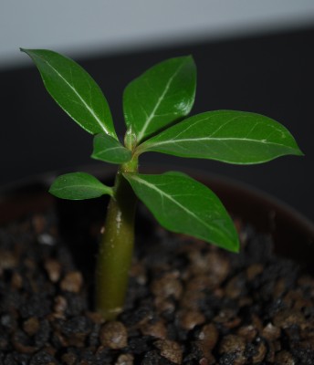 AdeniumObessum_RussianBerry.jpg