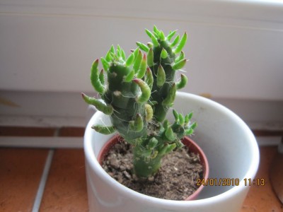 31.01.2010 002.JPG
