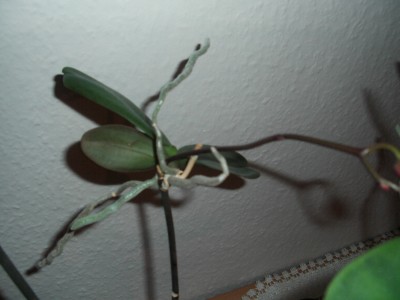 DSCI0004.JPG