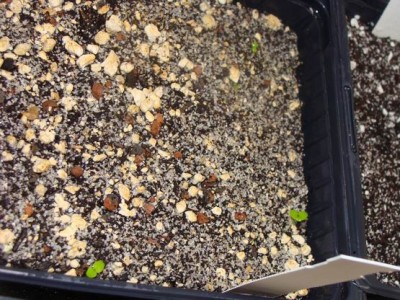 Meine Bilder 1109a.jpg