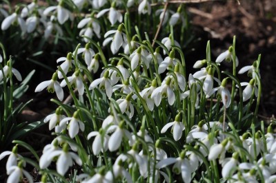 DSC_0111k.JPG