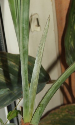 Bism. März 10.a.jpg