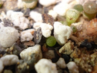 Lithops 2.jpg