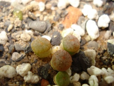 Lithops 1.jpg