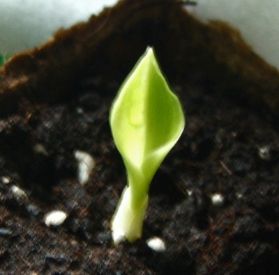 Canna.2.03.10.jpg