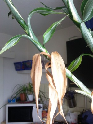 Foto0005.jpg