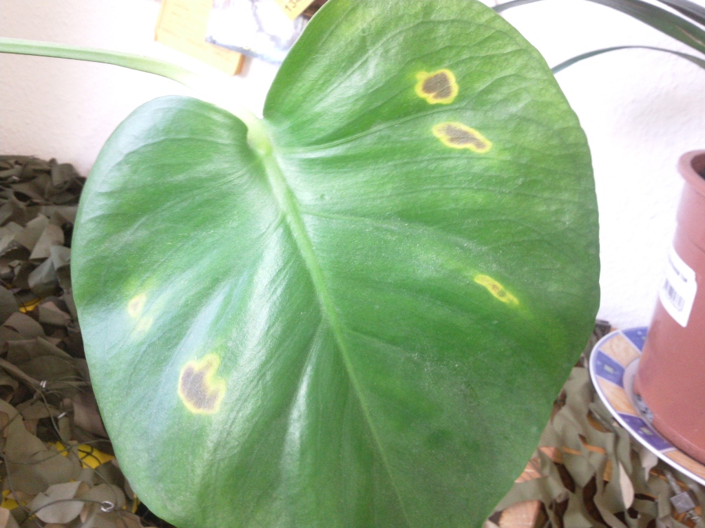 monstera prieziura Monstera variegata main image 1