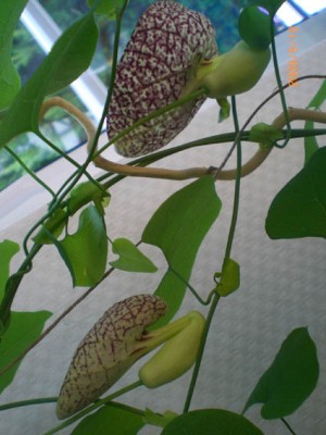 2009_0919ABkl.jpg