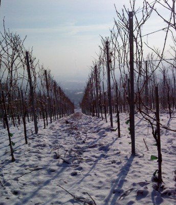 blick vom burgholzhof.jpg
