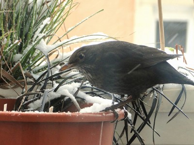 6.3.2010 frühstück.jpg