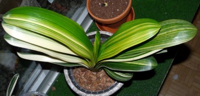 cliv.groß 002.JPG
