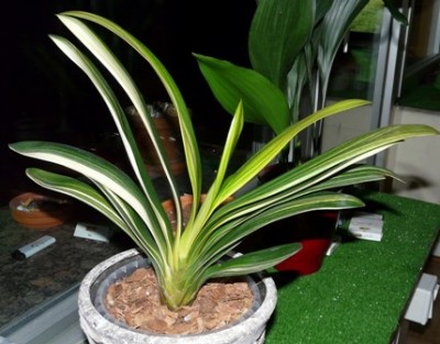 cliv.groß 001.JPG