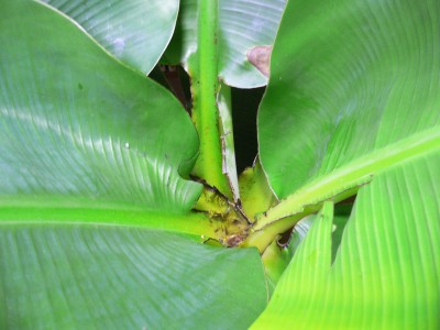 Banane2.JPG