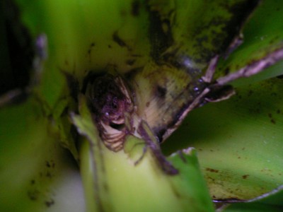 Banane1.JPG