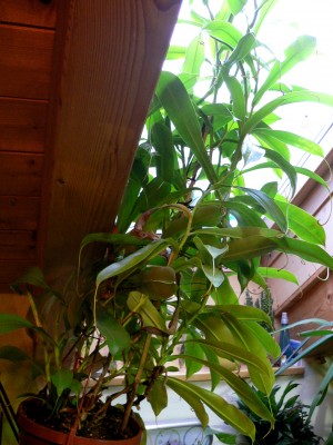 Nepenthes.JPG