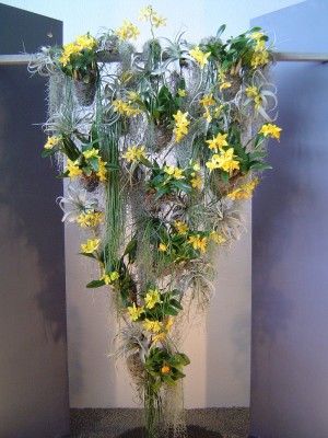 Orchideenschau 2010 f.jpg