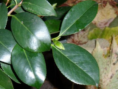 Meine Bilder 430a.jpg