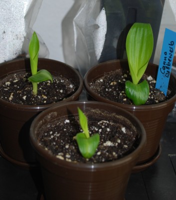 canna_7_3_2010.jpg