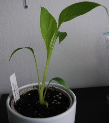 musa_velutina_maerz_2010.jpg