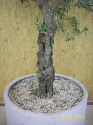 Baum2_Stamm.jpg