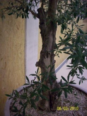Baum1_Stamm.jpg