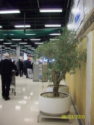 Baum1_Seite.jpg