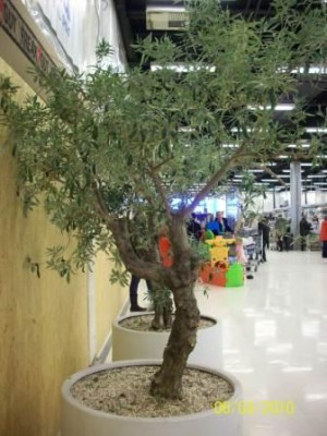 Baum2_Seite.jpg
