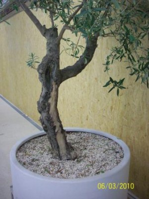 Baum2.jpg