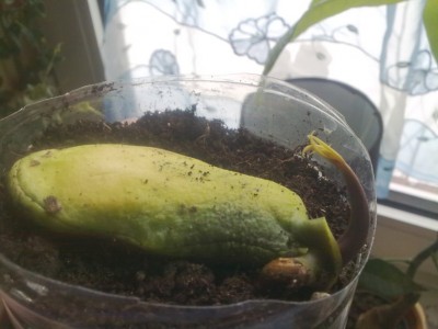 mango.jpg