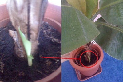 Banane.jpg
