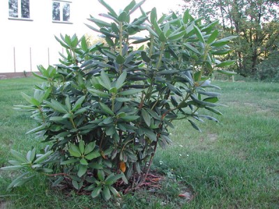 rhododendron2.jpg