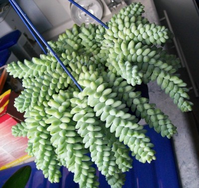 Sedum.jpg