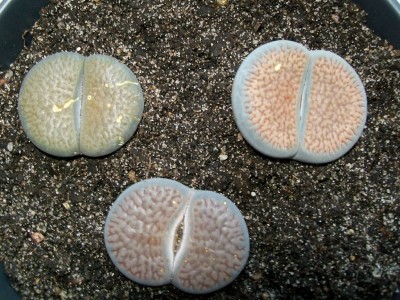 Lithops.jpg