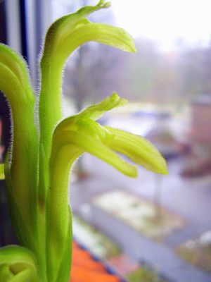 Sarcoglottis aff. acaulis.JPG