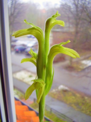 Sarcoglottis aff. acaulis (4).JPG