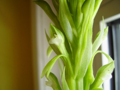 Pelexia olivacea (8).JPG