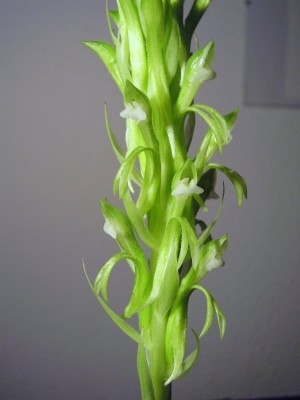 Pelexia olivacea.JPG