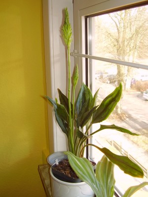 Pelexia olivacea (7).JPG